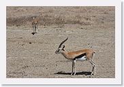 07IntoNgorongoro - 092 * Thompson's Gazelle.